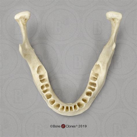 Human Mandible - Bone Clones, Inc. - Osteological Reproductions