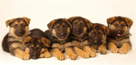 German shepherds also need a good amount of fat. How Many Puppies Can a German Shepherd Have in One Litter