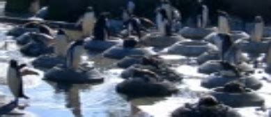 Check spelling or type a new query. Penguin Cam - Edinburgh Zoo - Waltham Abbey Support