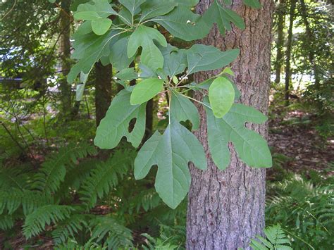 Sassafras pith (sassafras medulla) is only official in the united states. Sassafras albidum (sassafras): Go Botany