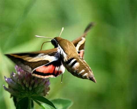 Hummingbird Moth From Behind Photograph By Neal Eslinger