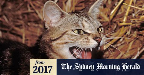 Video Australia To Cull 2 Million Feral Cats