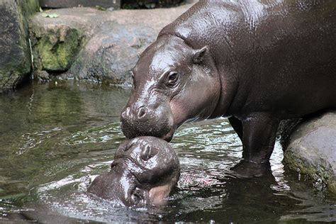 Where do pygmy hippos live? First dates: Photos of two endangered pygmy hippos meeting ...