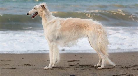Borzoi Information Breed Facts Traits And More Love Your Dog