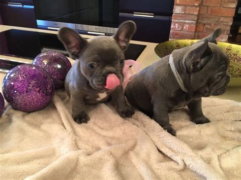 To learn more about each adoptable dog, click on the i icon for some fast facts or click on their name or photo for full. French Bulldog Puppies For Sale | Victoria, TX #269338