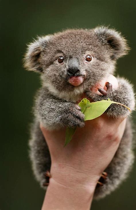 Baby Koala Baby Animals Funny Cute Animals Cute Baby