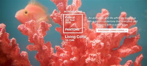 ‘living Coral Is Pantones Color Of The Year For 2019 Heres Why It