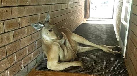 This Kangaroo Struck A Seductive Pose To Block The Loo And Twitterati