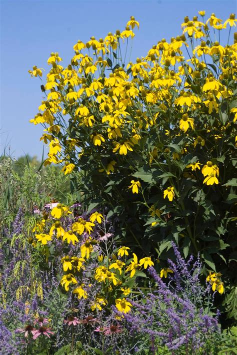 These flowers blossom with full sun exposure but can use a little shade from the strong midday sunlight. Favorite Summer-Blooming Perennials | HGTV