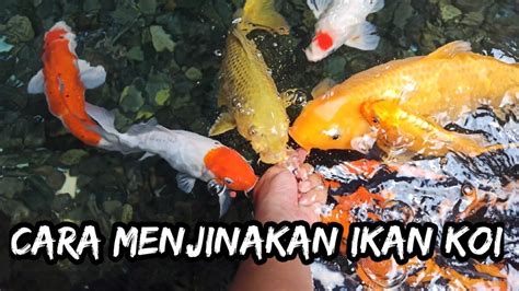 8 cara budidaya ikan koi di kolam tanah yang berhasil. Cara Menjinakan Ikan Koi Dengan Mudah - YouTube