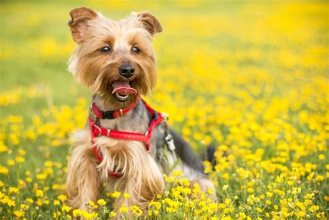 Cuidados Com Yorkshire Filhote 10 Dicas Para Criar O Seu Cãozinho