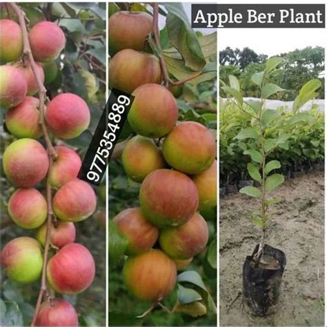 5 To 9 Fit Green Kashmiri Apple Ber Plant At Rs 10piece In Kolkata Id 19018585133