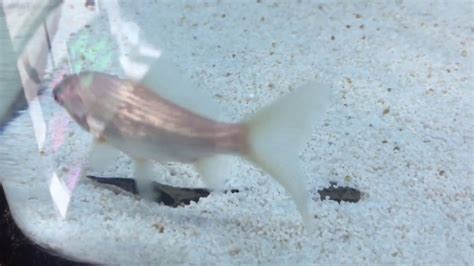 Marble Goby Baby Monster Fish Youtube