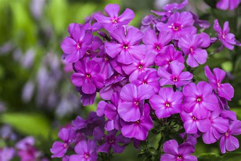10 Great Tips For Growing Phlox Plants Garden Lovers Club