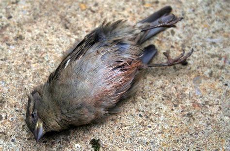 Dead Bird A Photo On Flickriver