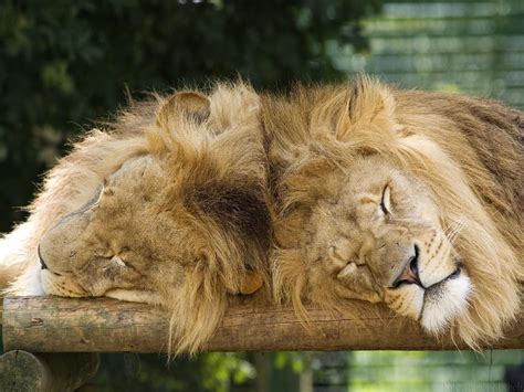 If you're looking for the best lion wallpaper then wallpapertag is the place to be. Lion Wallpapers | 3D Wallpaper | Nature Wallpaper | Free ...