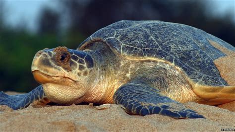 Olive and kemp's ridleys are the smallest of the sea turtles, weighing up to 100 pounds and reaching only about 2 feet in shell length. Olive Ridley Turtle rescued from sea near Surat