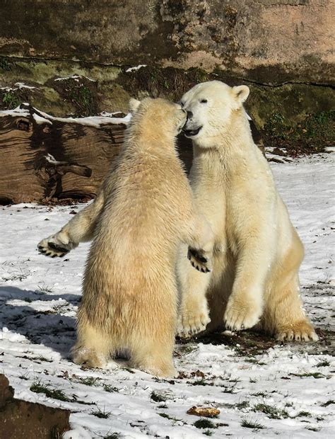 Hd Wallpaper Two White Polar Bears Play Fight Predator Young
