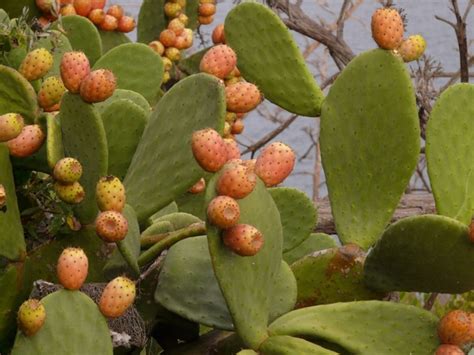 All have flat, fleshy pads that look like large leaves. Prickly pear cactus figs Free stock photos in JPEG (.jpg ...