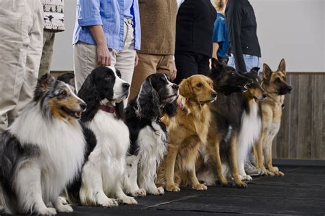 If you can't be home during the house training period, make sure somebody else gives them a break in the middle of the day for the first 8 months. How to Get Your Dog Trainer Certification