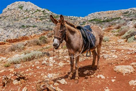 Animals Images In Crete Crete Stock