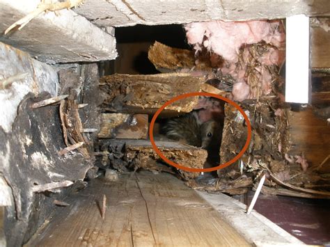 Animal Damage Repair Promaster Home Repair Of Cincinnati 513 322 2914
