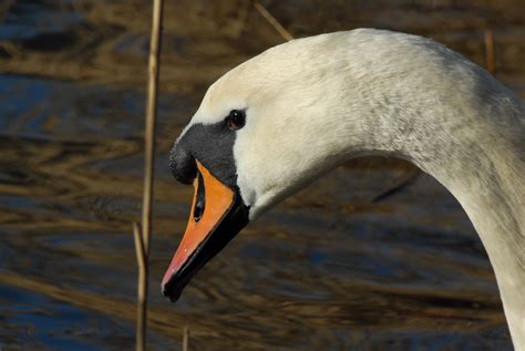 Die vogelgrippe droht die freilandhaltung zunichte zu machen. Vogelgrippe bei Schwan in der Bodenseeregion nachgewiesen ...