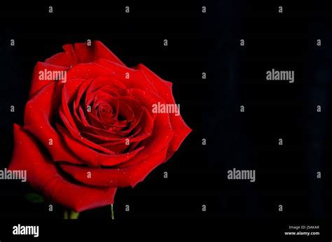 Red Rose With Black Background Stock Photo Alamy