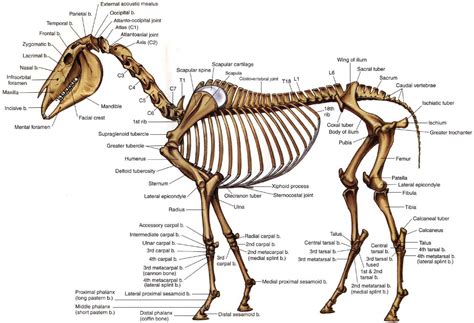 Horse Skeleton Horse Anatomy Horses Pelvis Anatomy