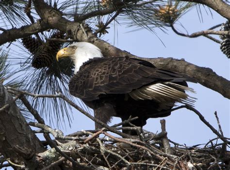 Bald Eagle Yorktown Battlefield Virginia Bald Eagle Yo Flickr