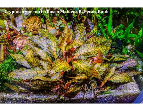 Because of this we use snails, shrimp, fish, and other means to help keep the plants as free from algae and other possible pests. Cryptocoryne nurii "Rosen Maiden" Купить В Украине ...