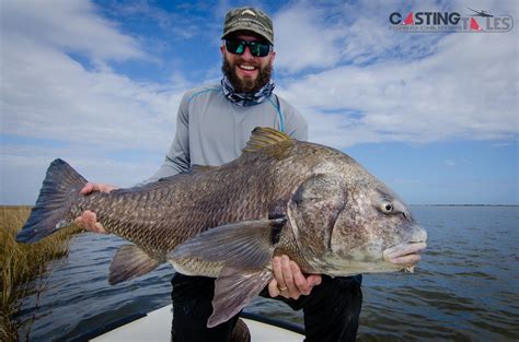 The black drum (pogonias cromis), also known as the drum or drummer, is a saltwater fish similar to its cousin, the red drum. Louisiana Black Drum Fly Fishing | Casting Tales Fishing ...