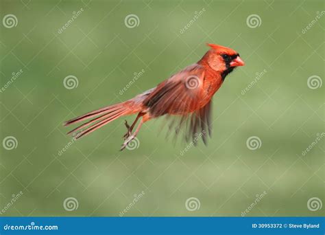 Male Cardinal In Flight Stock Photo Image Of Male Northern 30953372