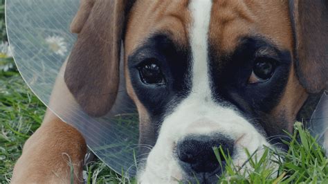Wo kann ich mich gegen corona impfen lassen? Hund nach einer OP - Wie kannst du ihn betreuen? 4 Tipps
