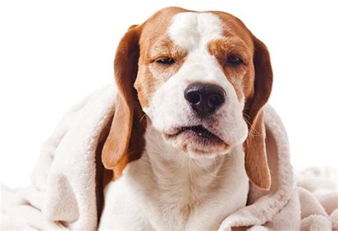 Check spelling or type a new query. Symptoms of Kennel Cough in Dogs | petMD