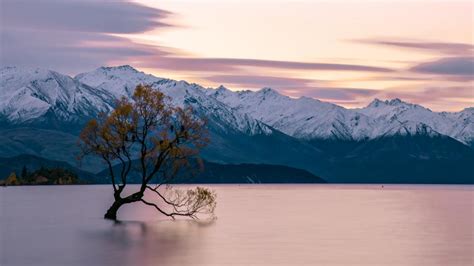Lone Tree In The Middle Of The Lake Wanaka Wallpaper Backiee