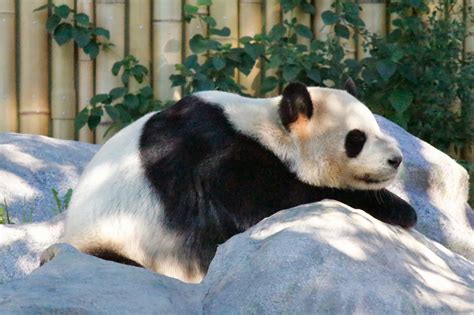 Toronto Zoo Photography By Derick Chik Giant Panda Special