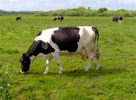 Hà lan khởi đầu khá tốt với các pha đánh biên liên tục dựa vào khả năng chạy không bóng lẫn rê dắt ở tốc độ cao của các cầu thủ chạy cánh. Bò sữa Hà Lan: Giới thiệu giống bò cung cấp sữa số 1 thế ...