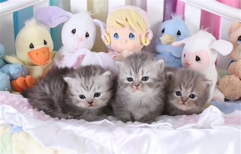 Why buy a kitten for sale when you can adopt a kitten? Tiny Tots - Birth & Beyond - Newborn Baby Kittens ...
