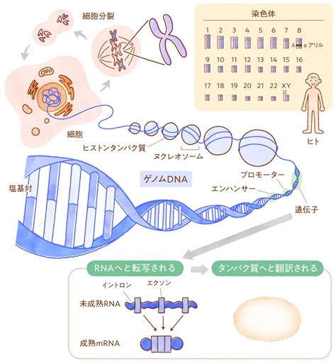 21 Dna、遺伝子、染色体、ゲノムってなに？｜日本医学会連合 ゲノム編集解説ウェブサイト