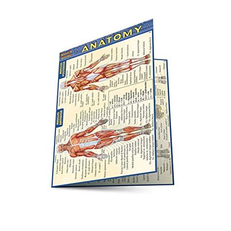 Anatomy Quick Study Anatomy Barcharts Inc 9781572227576 Abebooks