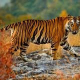 A Large Tiger In Bandhavgarh National Park Umaria Madhya Pradesh