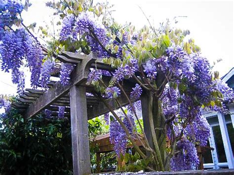 We did not find results for: Blue Moon Wisteria For Sale | The Tree Center™