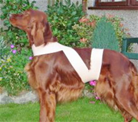 The straps wrap around their body, under their legs, and meet on the top of their back. Mekuti Body Wraps for dog anxiety & sound sensitivity
