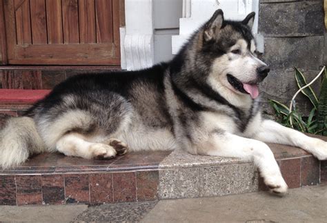 Before buying a puppy it is important to small breeder of giants and standard size alaskan malamutes. Pin by Paula Prasetya on Alaskan Malamute | Malamute husky ...