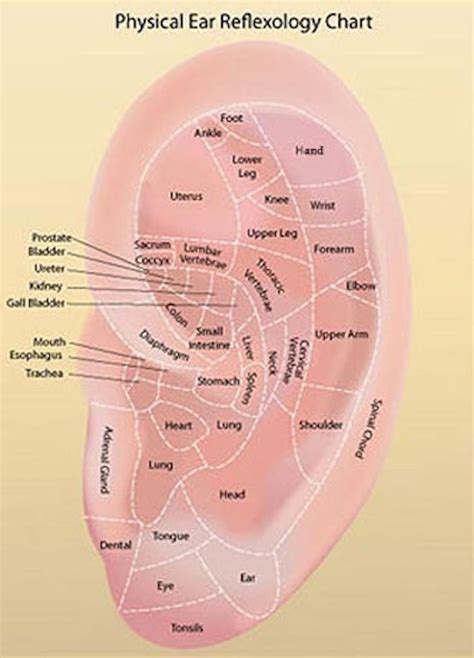 Reflexology Chart For Ears
