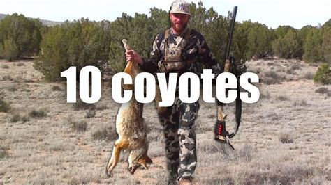 10 Coyotes In March 2 Day Hunt Youtube