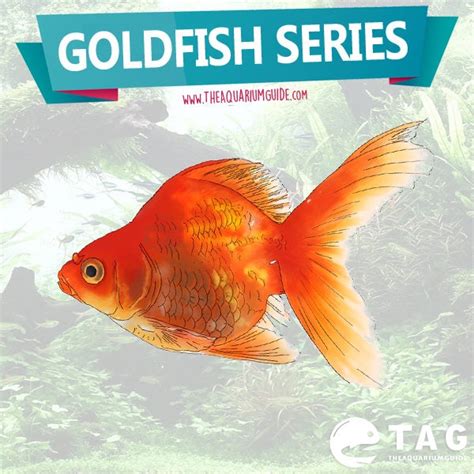 Goldfish Series Brief Care Guide The Aquarium Guide