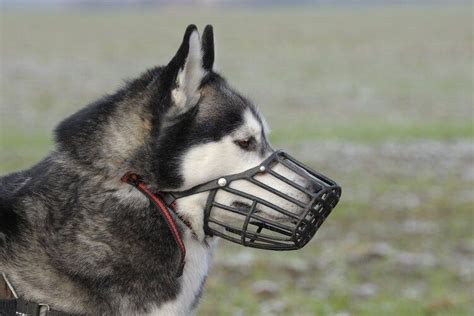 7 Diy Dog Muzzles You Can Make At Home With Pictures Hepper En 2022
