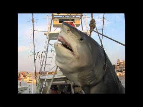 MEGALODON CAPTURED - YouTube